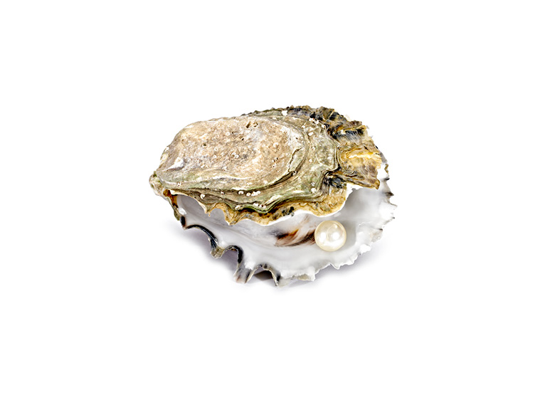 oyster oyster